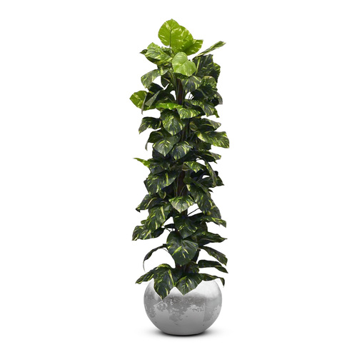 POTHUS_VERDE_H185cm-1